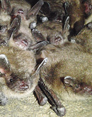 Bat caves in Minnesota