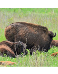 A newborn bison calf stood near its mother at Minneopa State Park