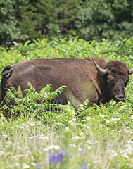 Bison herds in Minnesota